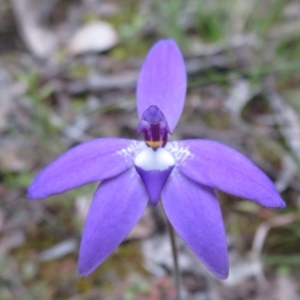 Glossodia major at Hall, ACT - 29 Sep 2021