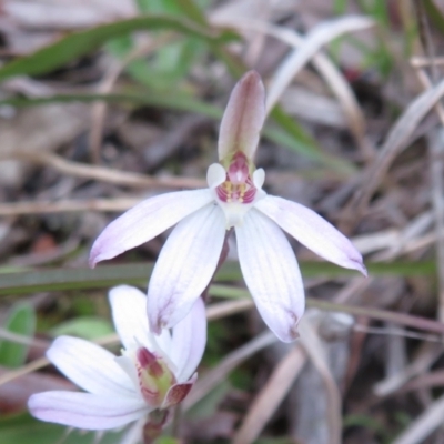 Caladenia fuscata (Dusky Fingers) at Hall, ACT - 29 Sep 2021 by Christine