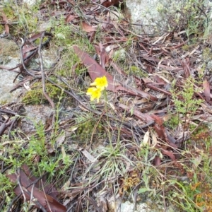 Microseris walteri at Gilmore, ACT - 30 Sep 2021