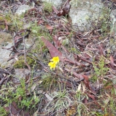 Microseris walteri at Gilmore, ACT - 30 Sep 2021 04:18 PM