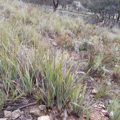 Dianella revoluta (Black-Anther Flax Lily) at Gilmore, ACT - 30 Sep 2021 by jamesjonklaas