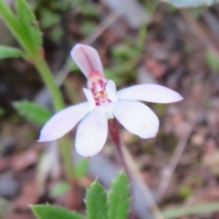 Caladenia fuscata (Dusky Fingers) at Hall, ACT - 28 Sep 2021 by Christine