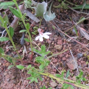 Caladenia fuscata at Hall, ACT - 29 Sep 2021