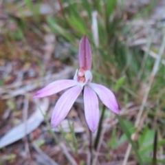 Caladenia fuscata (Dusky Fingers) at Hall, ACT - 28 Sep 2021 by Christine