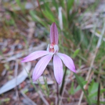 Caladenia fuscata (Dusky Fingers) at Hall, ACT - 29 Sep 2021 by Christine