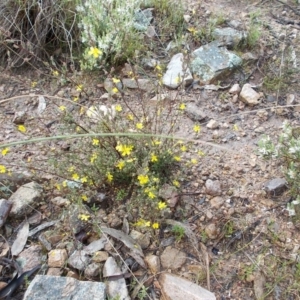 Hibbertia sp. at Tralee, NSW - 30 Sep 2021 04:15 PM