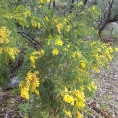 Acacia sp. (A Wattle) at Gilmore, ACT - 30 Sep 2021 by jamesjonklaas