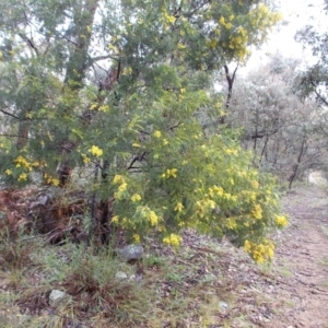 Acacia sp. at Gilmore, ACT - 30 Sep 2021