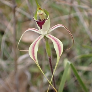 Caladenia atrovespa at Molonglo Valley, ACT - 30 Sep 2021