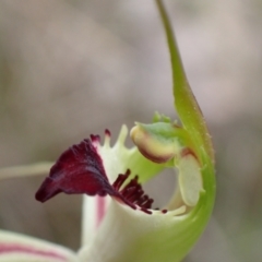 Caladenia atrovespa at Molonglo Valley, ACT - 30 Sep 2021