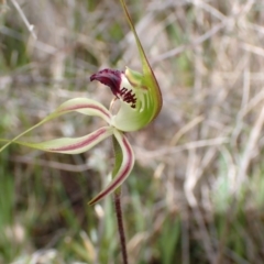 Caladenia atrovespa at Molonglo Valley, ACT - 30 Sep 2021