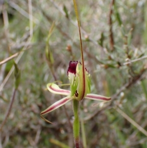 Caladenia atrovespa at Molonglo Valley, ACT - 30 Sep 2021