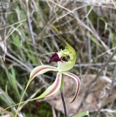 Caladenia atrovespa at Molonglo Valley, ACT - 30 Sep 2021