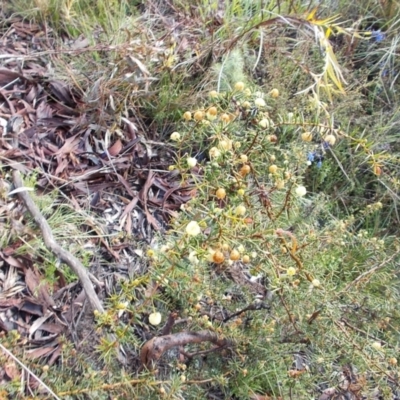 Acacia ulicifolia (Prickly Moses) at Gilmore, ACT - 30 Sep 2021 by jamesjonklaas