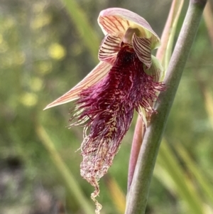 Calochilus platychilus at Bruce, ACT - suppressed