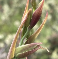 Calochilus platychilus at Bruce, ACT - suppressed