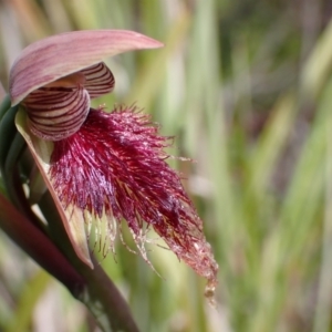 Calochilus platychilus at Bruce, ACT - suppressed