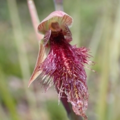 Calochilus platychilus at Bruce, ACT - suppressed