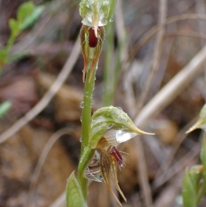 Oligochaetochilus aciculiformis at Bruce, ACT - 30 Sep 2021