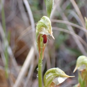 Oligochaetochilus aciculiformis at Bruce, ACT - 30 Sep 2021