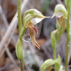 Oligochaetochilus aciculiformis at Bruce, ACT - 30 Sep 2021