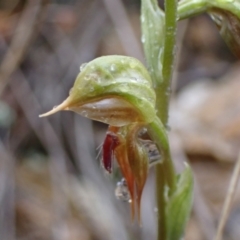 Oligochaetochilus aciculiformis at Bruce, ACT - 30 Sep 2021