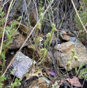 Oligochaetochilus aciculiformis at Bruce, ACT - 30 Sep 2021