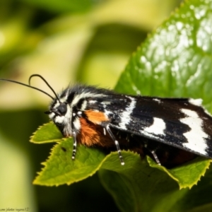 Phalaenoides glycinae at Macgregor, ACT - 30 Sep 2021