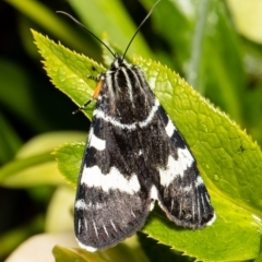 Phalaenoides glycinae at Macgregor, ACT - 30 Sep 2021