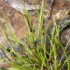 Schoenus apogon (Common Bog Sedge) at Mount Majura - 30 Sep 2021 by JaneR