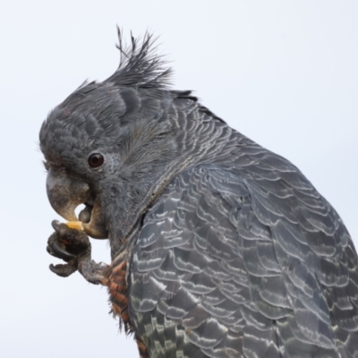 Callocephalon fimbriatum (Gang-gang Cockatoo) at Ainslie, ACT - 28 Sep 2021 by jb2602