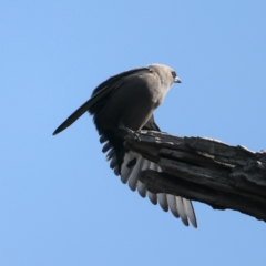 Artamus cyanopterus cyanopterus (Dusky Woodswallow) at Pialligo, ACT - 28 Sep 2021 by jbromilow50