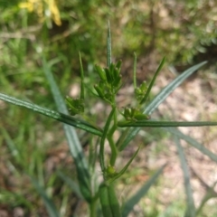 Senecio sp. at Greenleigh, NSW - 11 Oct 2021