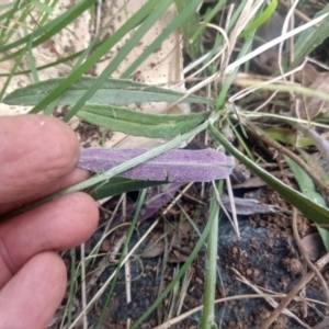 Senecio sp. at Greenleigh, NSW - 11 Oct 2021