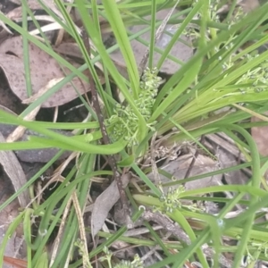 Lomandra filiformis at Greenleigh, NSW - 30 Sep 2021