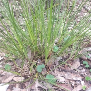 Lomandra filiformis at Greenleigh, NSW - 30 Sep 2021