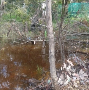 Eucalyptus sp. at Greenleigh, NSW - 30 Sep 2021