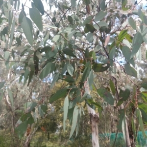 Eucalyptus sp. at Greenleigh, NSW - 30 Sep 2021 01:03 PM