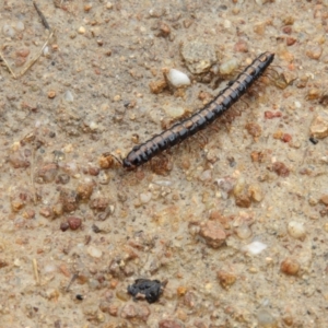 Gigantowales chisholmi at Fisher, ACT - 29 Sep 2021 02:58 PM