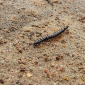 Gigantowales chisholmi at Fisher, ACT - 29 Sep 2021 02:58 PM