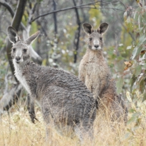 Macropus giganteus at Fisher, ACT - 29 Sep 2021