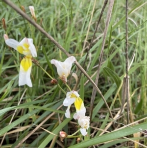 Tritonia gladiolaris at Belconnen, ACT - 30 Sep 2021