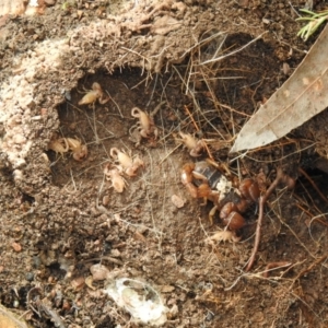 Urodacus manicatus at Carwoola, NSW - suppressed