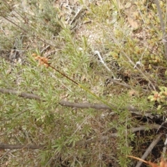 Corunastylis sp. at Carwoola, NSW - suppressed