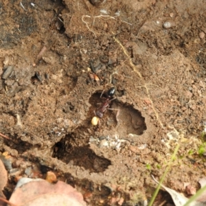 Myrmecia sp. (genus) at Carwoola, NSW - 30 Sep 2021