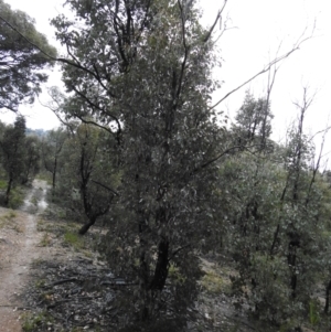 Eucalyptus sp. at Carwoola, NSW - 29 Sep 2021