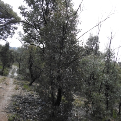 Eucalyptus sp. (A Gum Tree) at Carwoola, NSW - 29 Sep 2021 by Liam.m