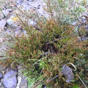 Dillwynia sp. at Carwoola, NSW - suppressed