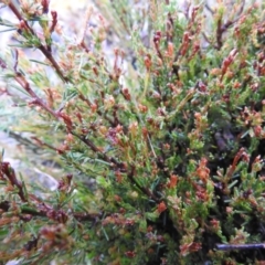 Dillwynia sp. at Carwoola, NSW - 29 Sep 2021