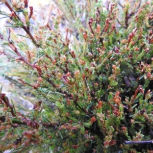 Dillwynia sp. at Carwoola, NSW - suppressed